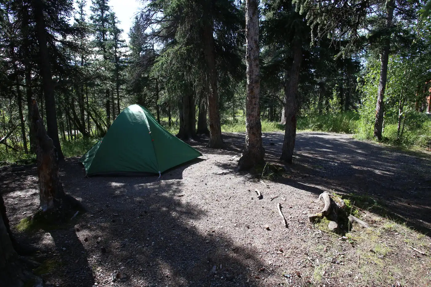 Tent pitched at a forest campground