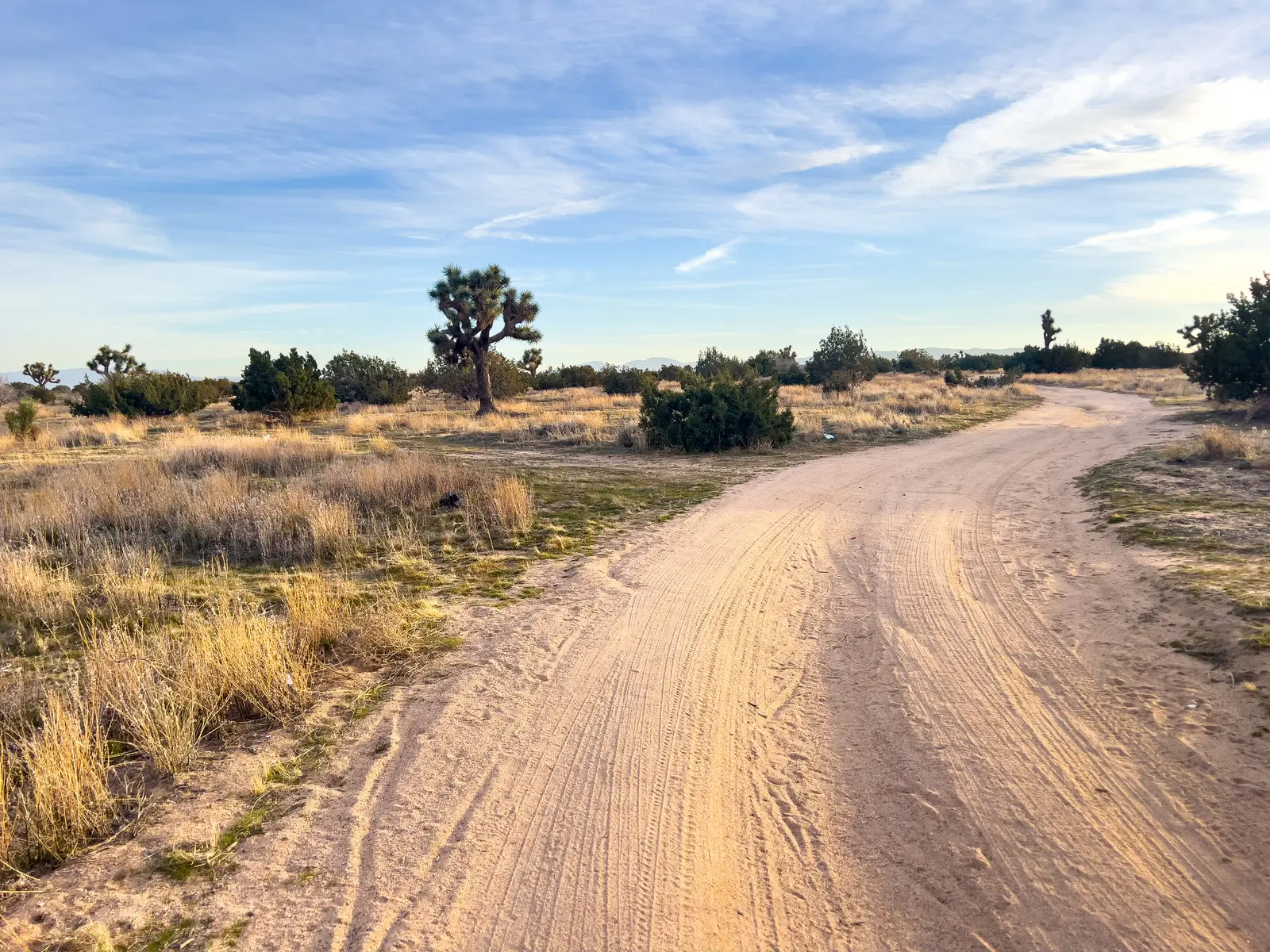 Desert track among Joshua trees in southern California